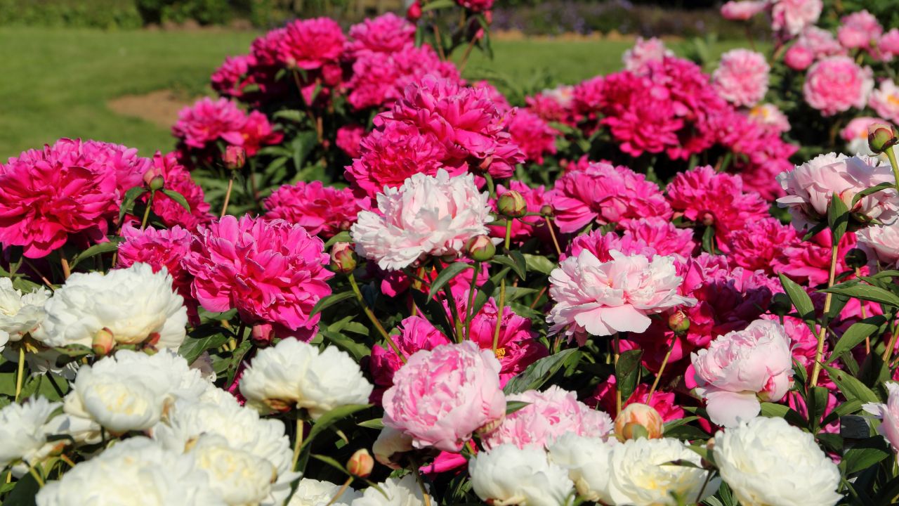 Netherlands Peony Flower Successfully Grown In India Farmers Income To Rise