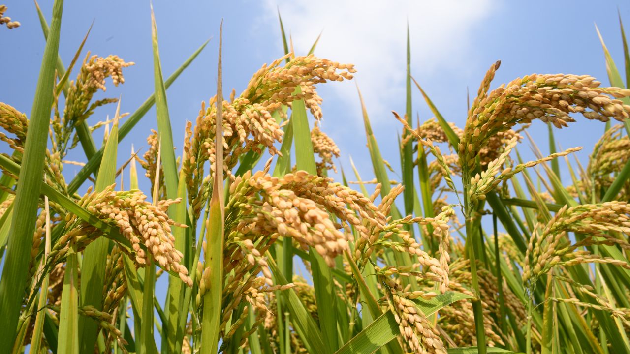 Haryana Farmers Face Rain Crisis Farming Cost May Rise If No Rain This Week