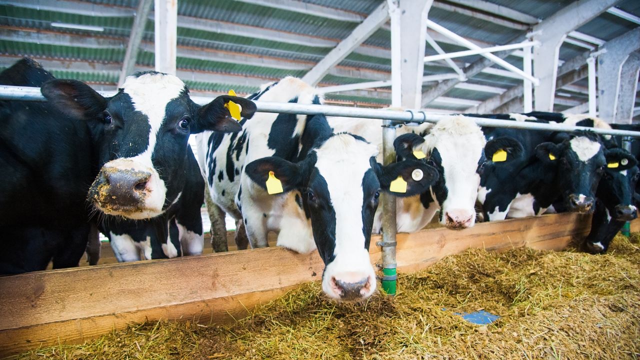 Protect Milch Animals From Mastitis With Rs 2000 Rubber Bed