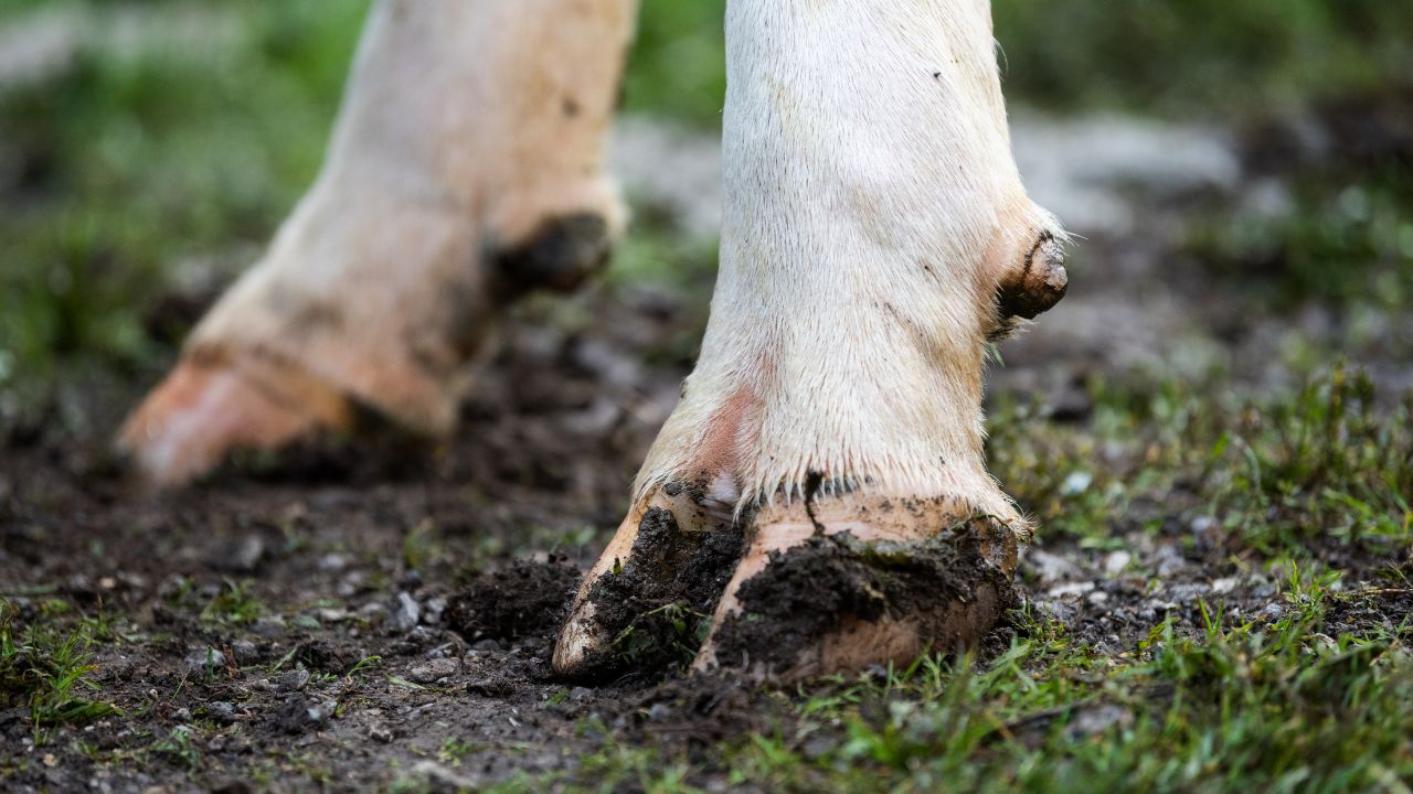 Livestock Farmers Alert Foot Rot Risk Increases Due To Mud And Moisture Know Prevention Tips