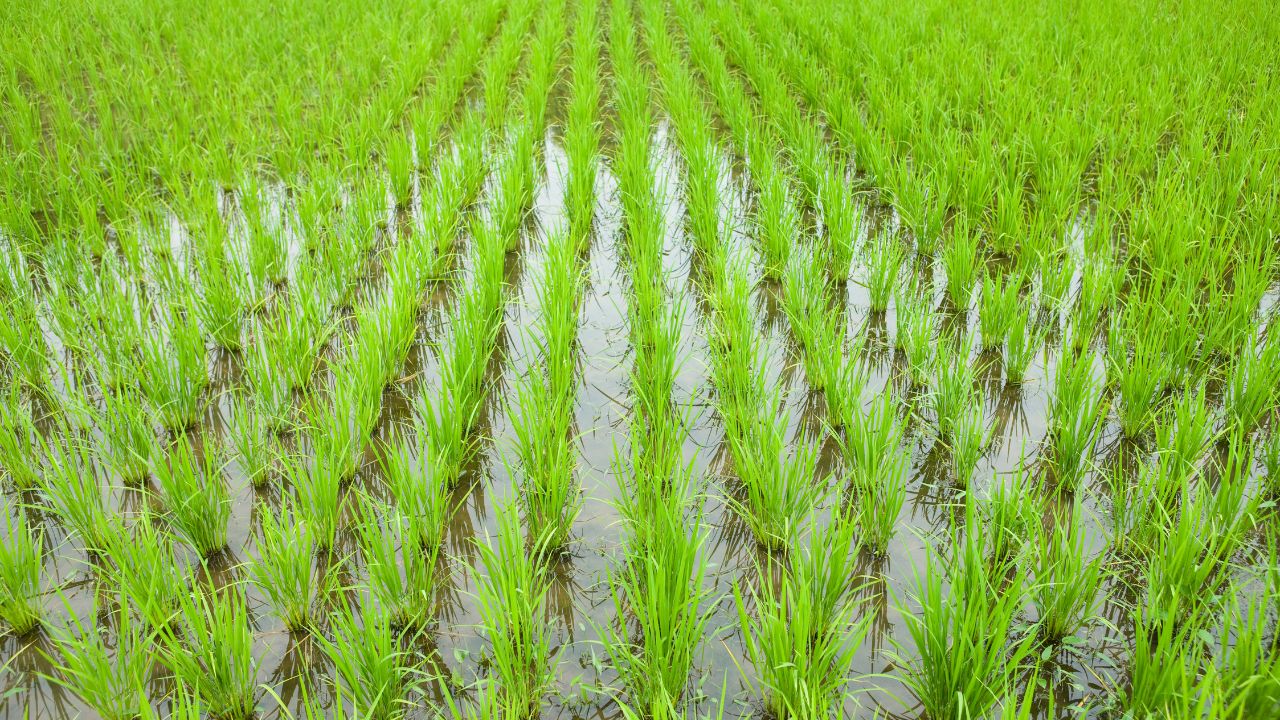 Rice Crop Growth Stuck After Npk Zinc Formula Will Boost Tillers And Yield
