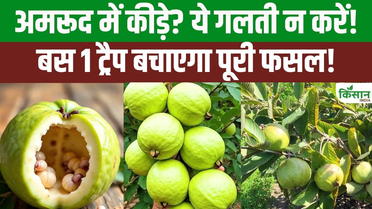 Guava Farming Protecting Against Fruit Flies And Fruit Borers During Monsoon Save Your Entire Crop Using Pheromone Traps