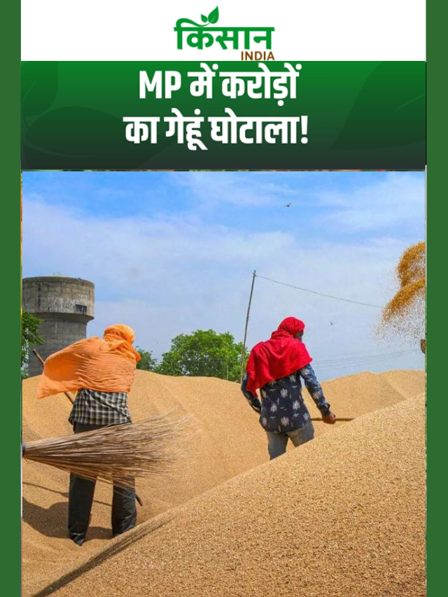 MP में गेहूं खरीदी का बड़ा घोटाला, फर्जी किसानों के नाम पर करोड़ों का भुगतान, कई पर कार्रवाई