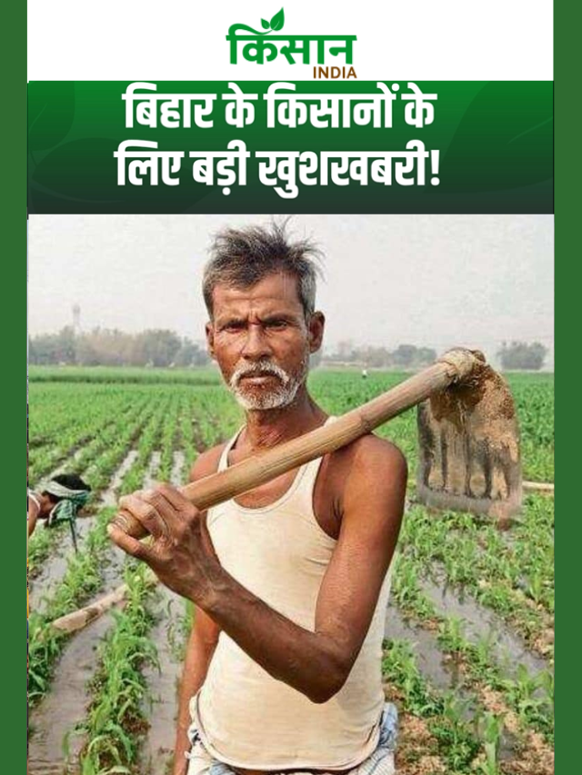 सीमांचल में चाय की खेती को बढ़ावा, किशनगंज के बाद पूर्णिया-कटिहार पर नजर