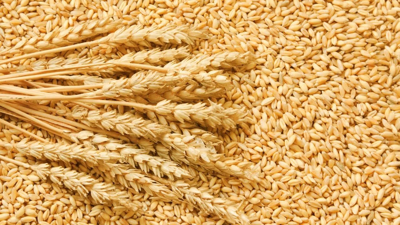 Global Wheat Production Drop 2026 El Nino May Impact Wheat Prices Global Supply Crisis