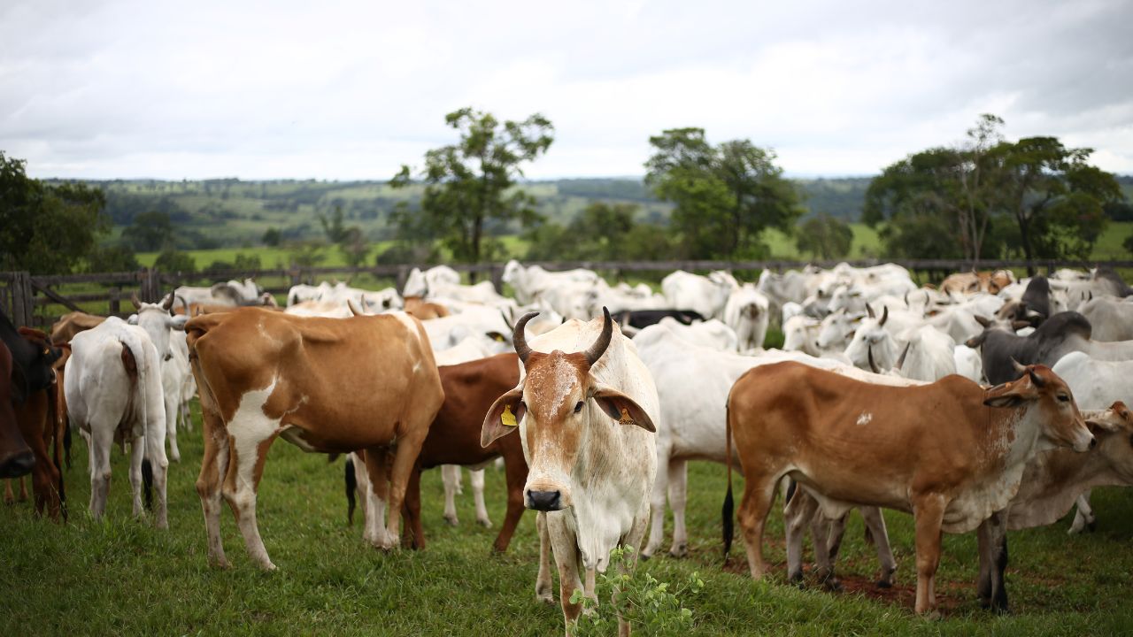 Tamil Nadu Government Has Decided To Purchase 12500 More Milch Cows