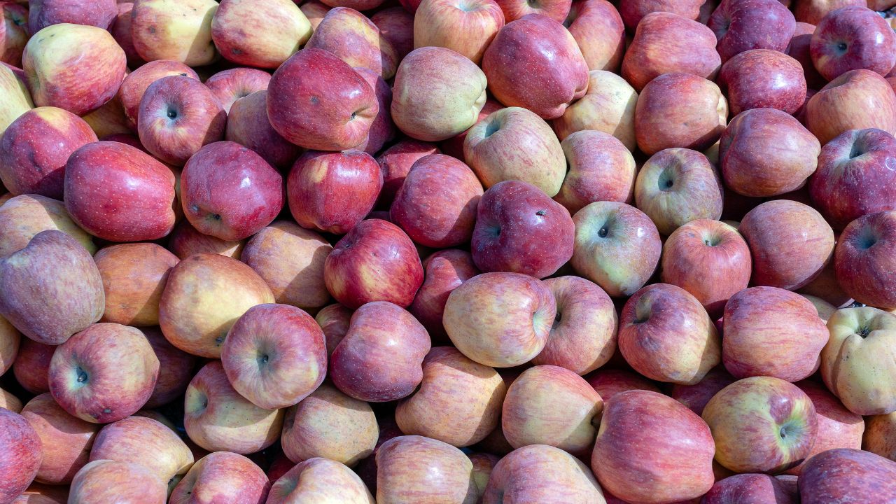 Government Apple Purchase Registration On Mis App Himachal Pradesh Apple Farmers