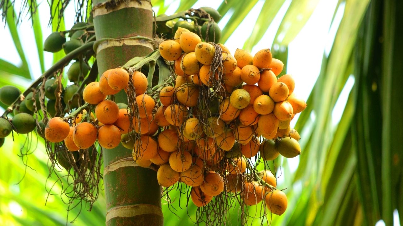 Arecanut Farming India Production Decline Despite Record Increase In Cultivation Area