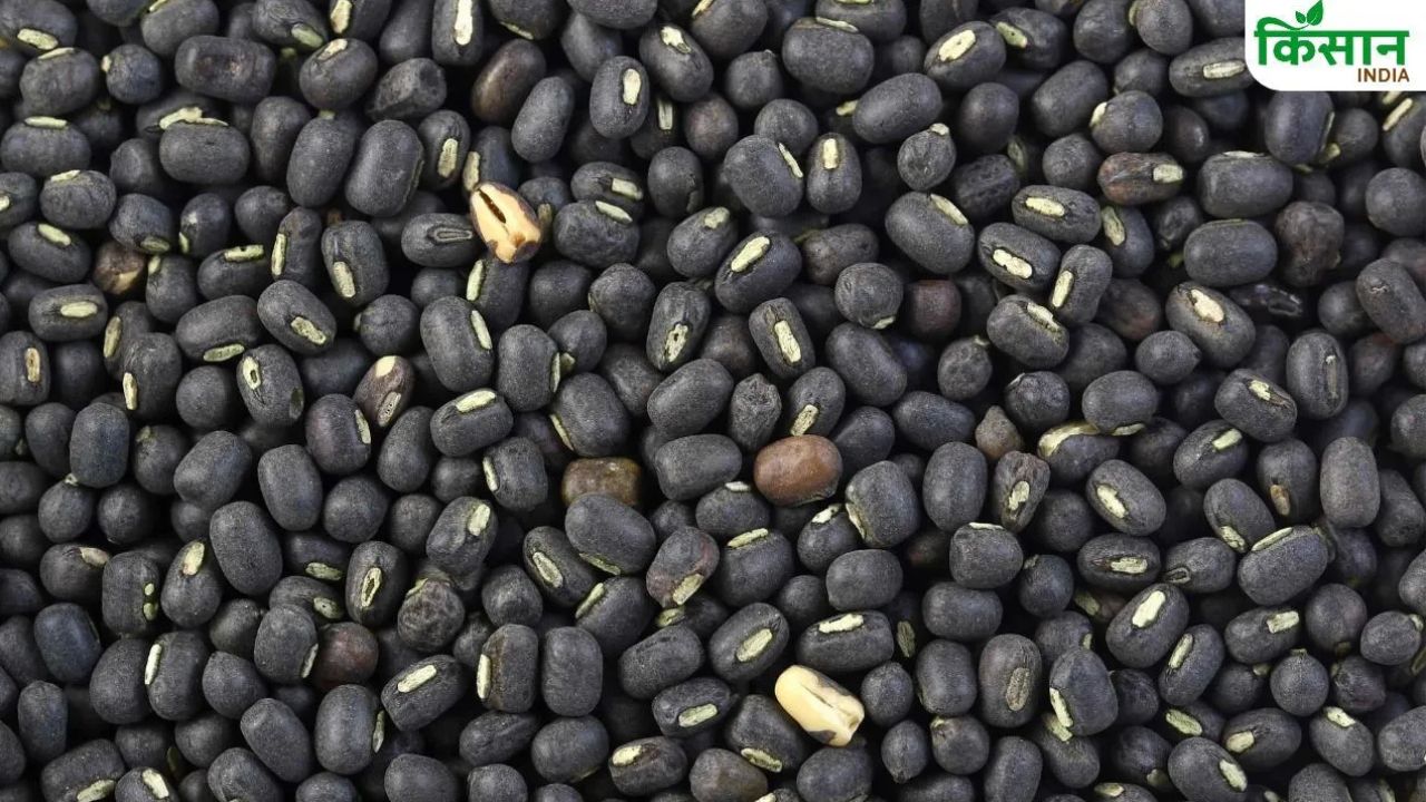 Urad Sowing 10 Percent Increase Area Crossed 21 Lakh Hectares Urad Prices Fall