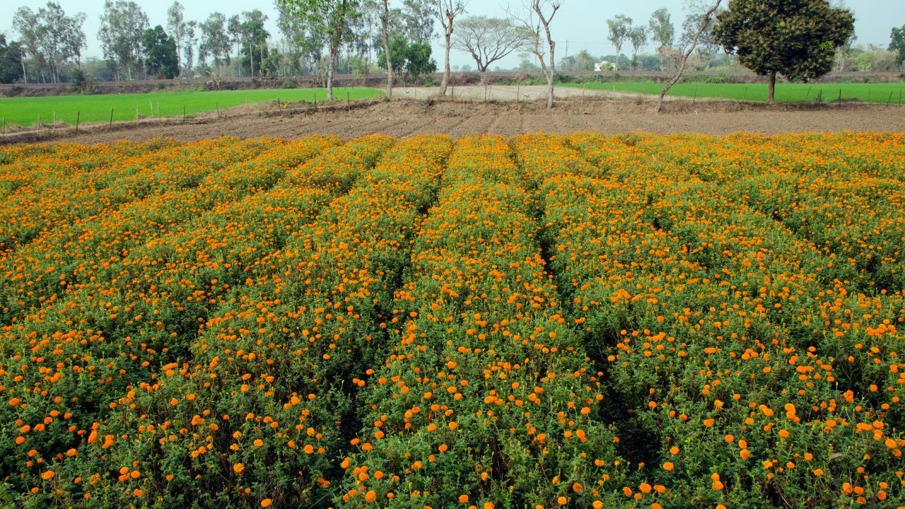 बारिश ने बिगाड़ा ओणम का रंग, फिर भी फूलों की खेती ने पकड़ी रफ्तार.. 1217 हेक्टेयर पहुंचा रकबा बारिश ने बिगाड़ा ओणम का रंग, फिर भी फूलों की खेती ने पकड़ी रफ्तार.. 1217 हेक्टेयर पहुंचा रकबा