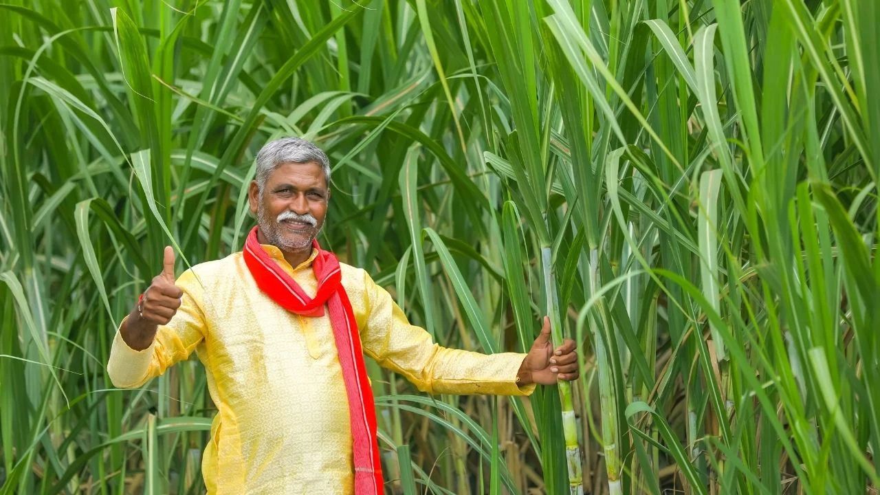 कम लागत में करनी हैं बंपर कमाई तो गन्ने के साथ मूंगफली उगाएं, बस इस तरह करें बुवाई
