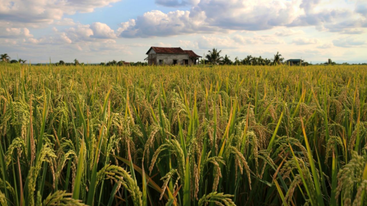 Erratic Rains And El Nino Unfazed Andhra Farmers Unwilling To Give Up Paddy