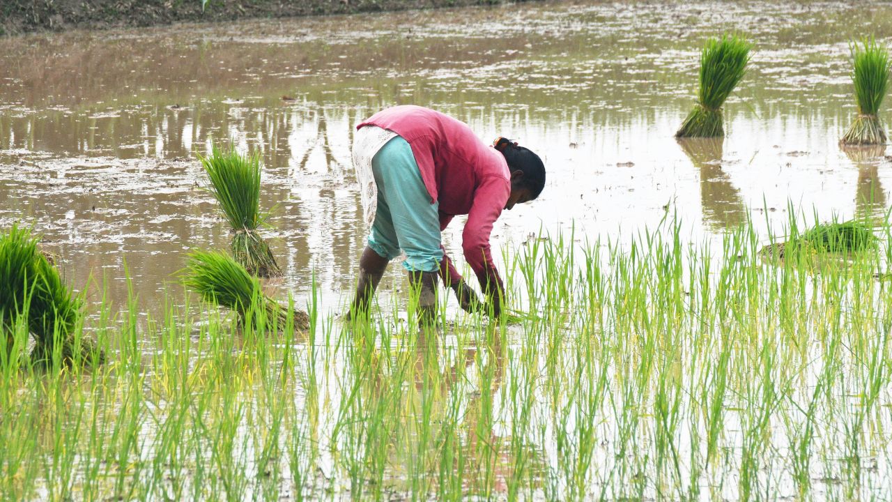 Indian Farmers Grow Gene Edited Rice First Time In The World Icar Sign An Agreement With An American Company