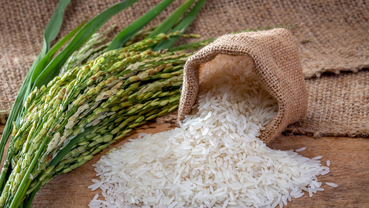 99 Percent Rice Procurement Completed Record Paddy Yields Expected Government Faces Stockpiling Challenge