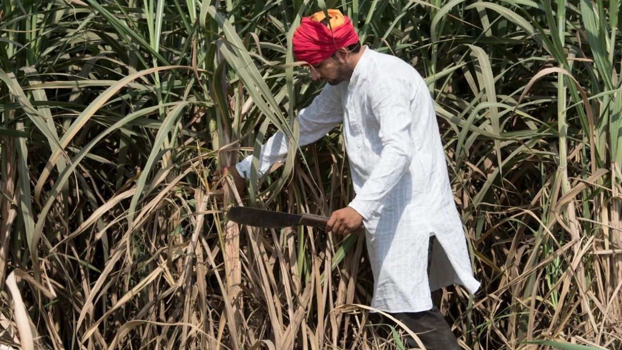 Andhra Pradesh Sugarcane Cultivation Icar Develops New Variety Named Co09004