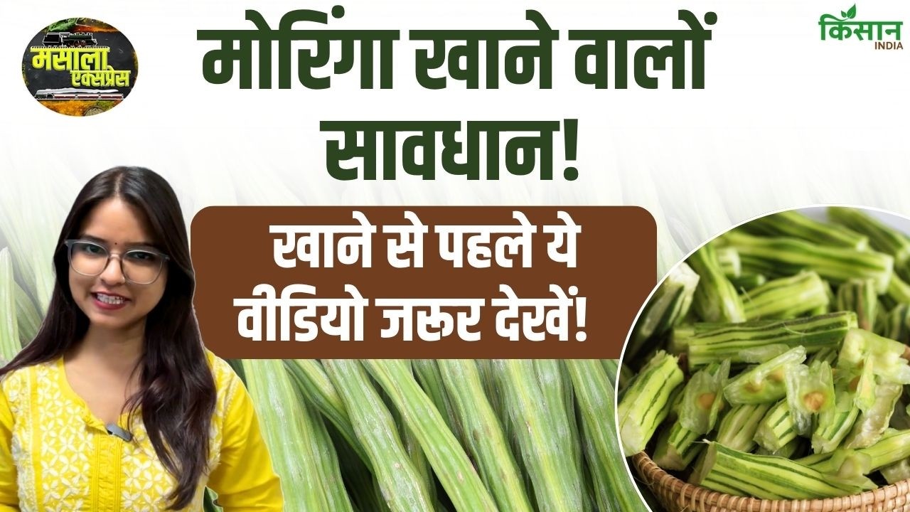 Diabetes-BP की दवा लेते हैं? मोरिंगा खाने से पहले जान लें ये जरूरी सावधानी! Diabetes-BP की दवा लेते हैं? मोरिंगा खाने से पहले जान लें ये जरूरी सावधानी!