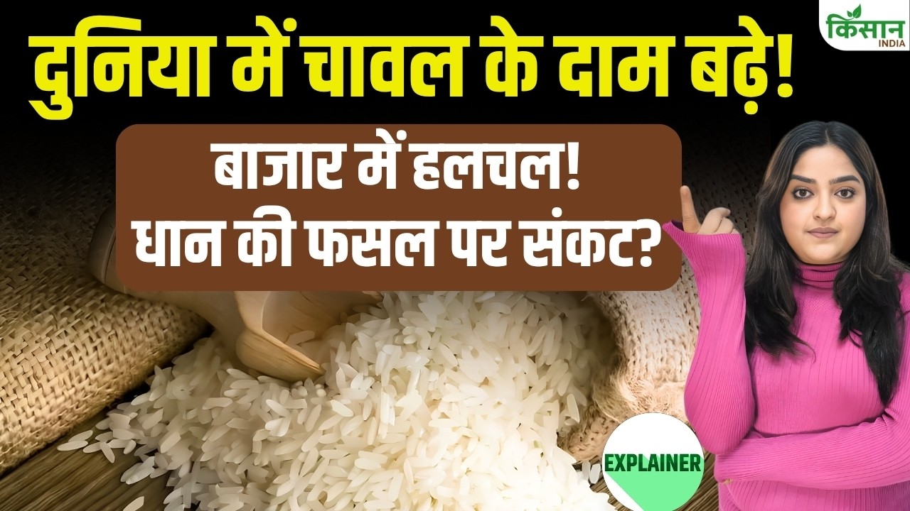 Rice Price Hike Export Prices Rise Paddy Crop Risk Due Rainfall Deficit Farmers Face Direct Impact