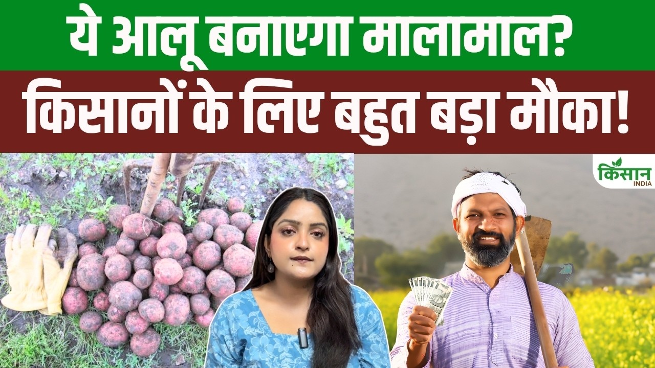 Bihar के आलू किसानों को 75 फीसदी सब्सिडी! लेडी रोसेटा से 93,863 तक मदद, ऐसे उठाएं फायदा Bihar के आलू किसानों को 75 फीसदी सब्सिडी! लेडी रोसेटा से 93,863 तक मदद, ऐसे उठाएं फायदा