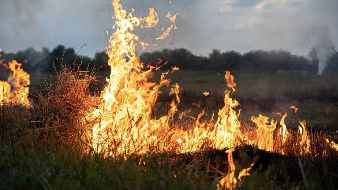पराली प्रबंधन पर सख्ती, आग की गिनती के साथ जला क्षेत्रफल भी मापेगा वायु गुणवत्ता प्रबंधन आयोग