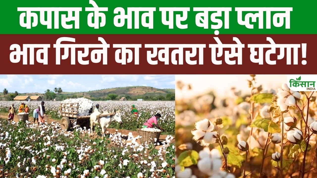 Cotton Purchase Ncdex And Cai Enter 5 Year Partnership Help Cotton Farmers