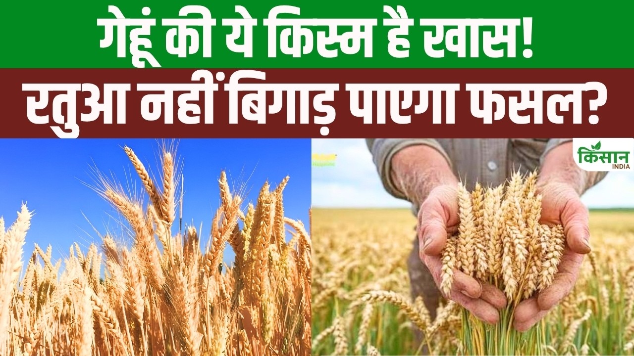 Rust Disease Ineffective Against This Wheat Variety Farmers To Benefit From Icar Vl 3040