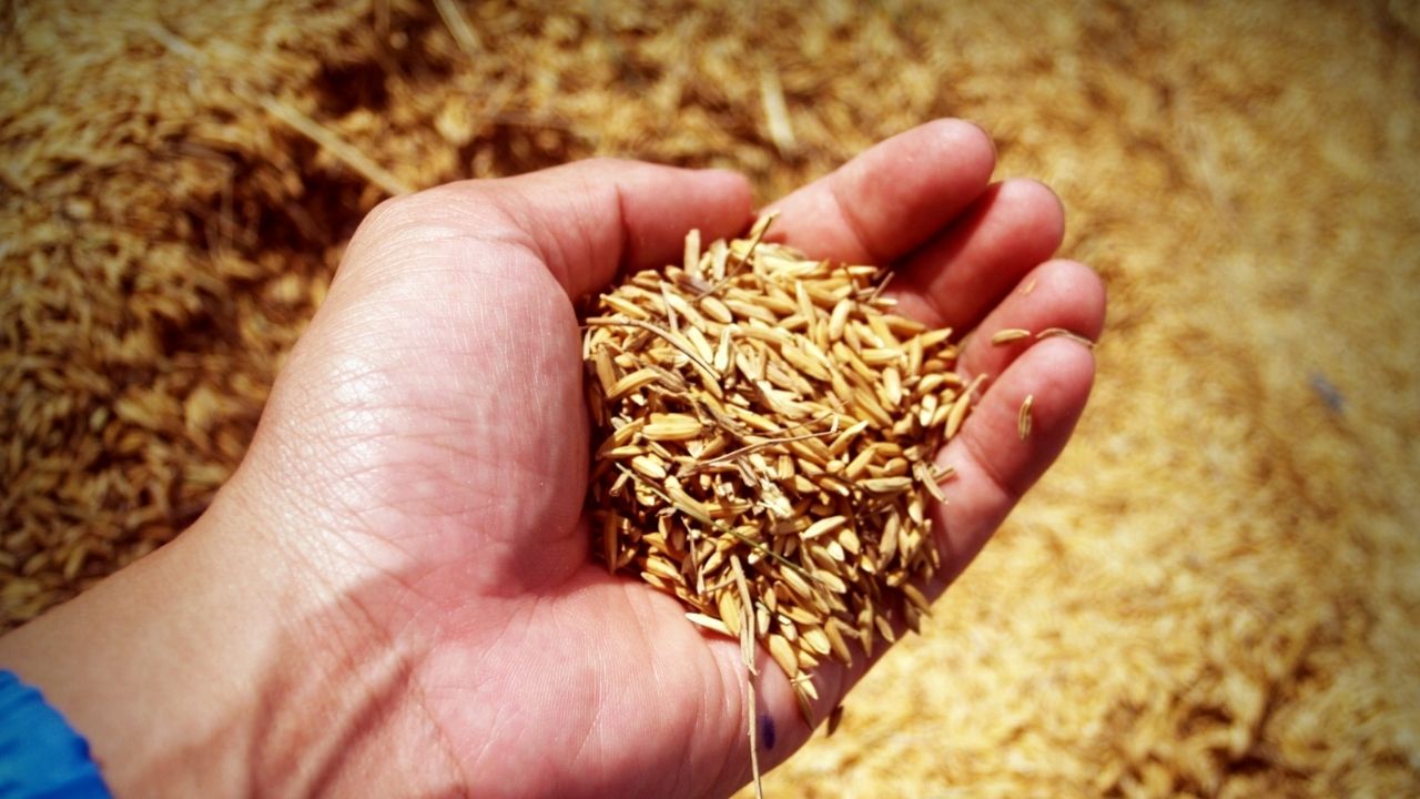 गुजरात में MSP खरीद के दौरान AI से हो रही जांच, 10 केंद्रों पर मशीन से हो रही क्वालिटी जांच