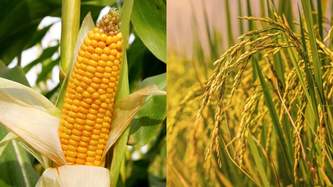 Usda Cuts Indias Maize Rice Production Extimates As Uneven Monsoon Hits Crops