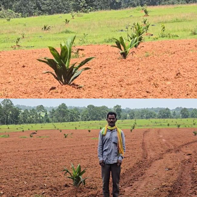 Palm Farming Scheme