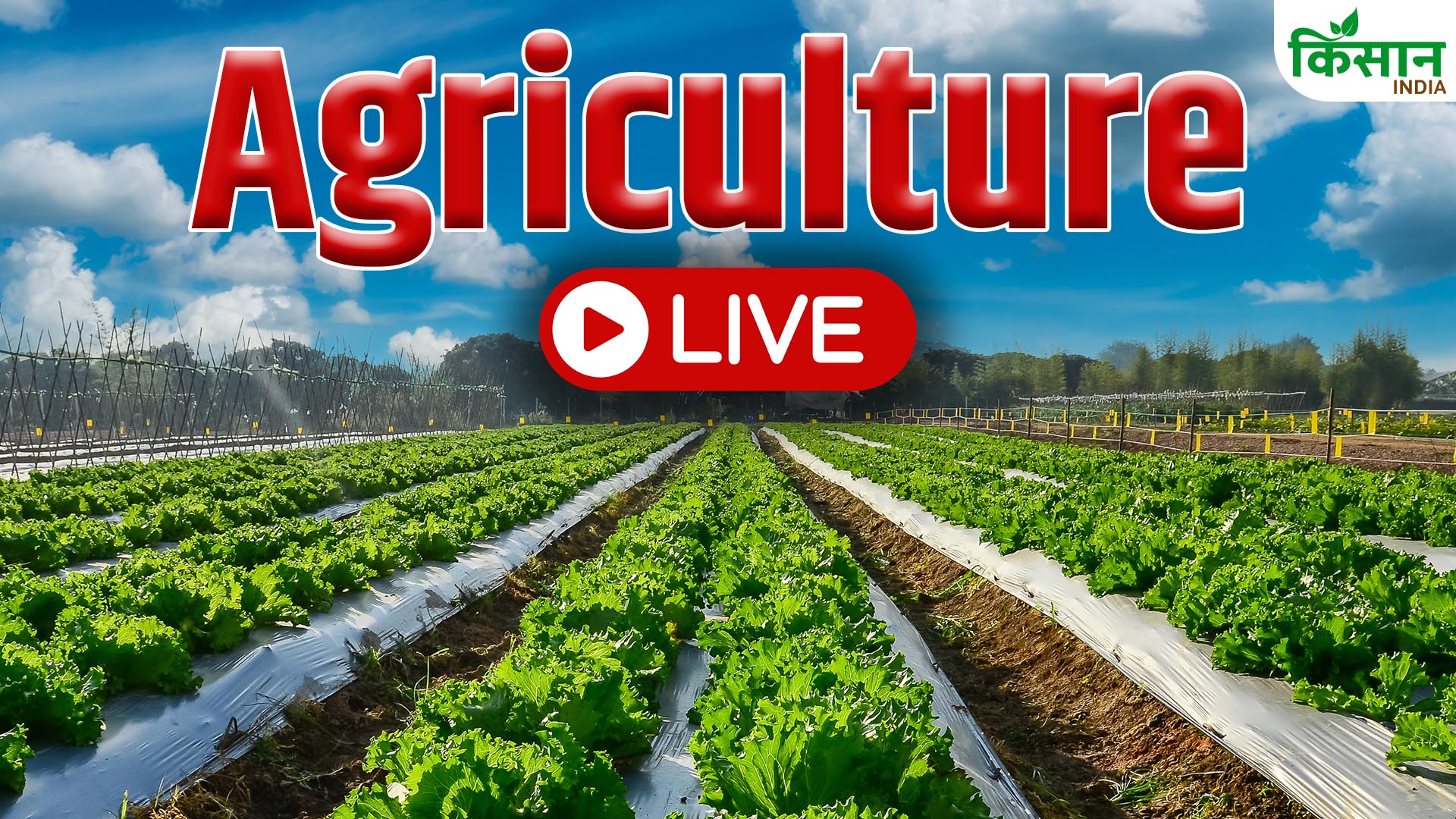 Agriculture News Live Updates 15th September 2026 Tuesday Onion Price Sugar Rates Pm Kisan Yojana Weather Updates Pm Fasal Bima Yojana Krishi Samachar Farmers Schemes Aaj Ki Latest News