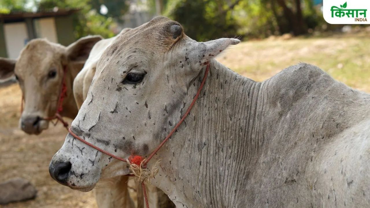 हरियाणा में मवेशियों पर लंपी का खतरा, चार जिलों में संदिग्ध मामले.. भोपाल भेजे गए 12 सैंपल