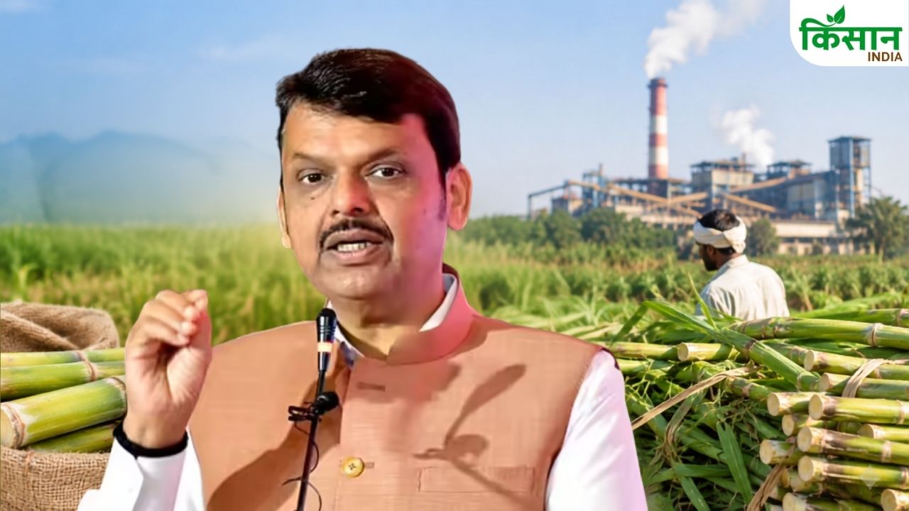 Maharashtra Cabinet Approves Soft Loans For Sugar Mills To Clear Frp Payment Relief For Farmers