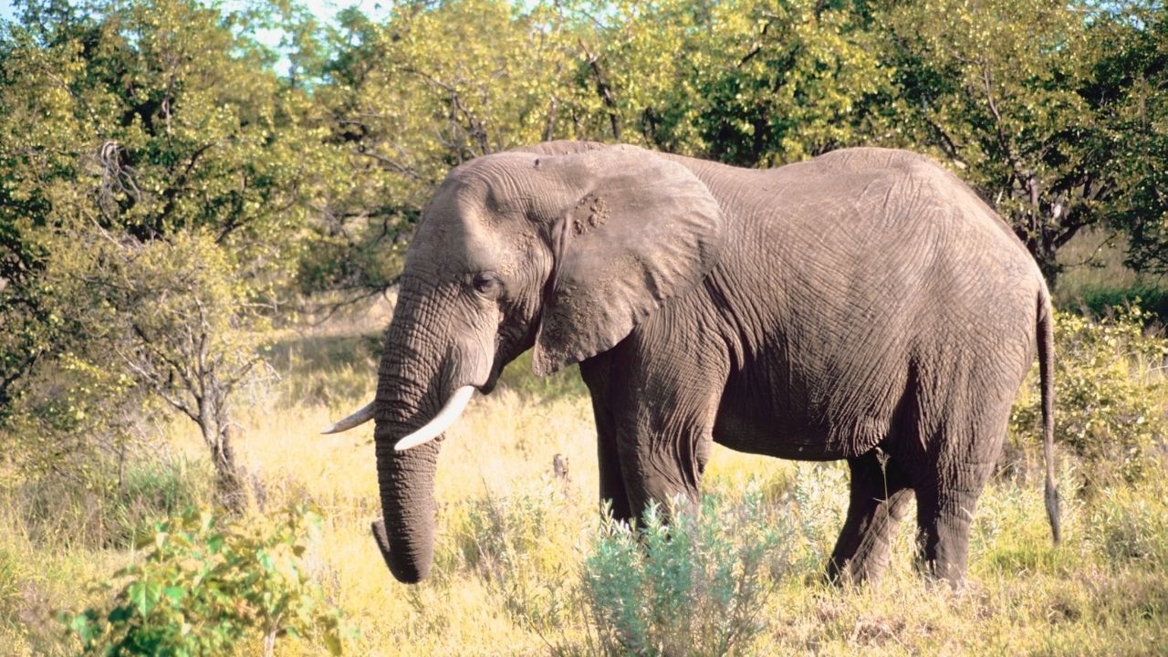 Wild Elephants From Nepal Flood Attack In Pilibhit Paddy Sugarcane Crop Damage In Uttar Pradesh
