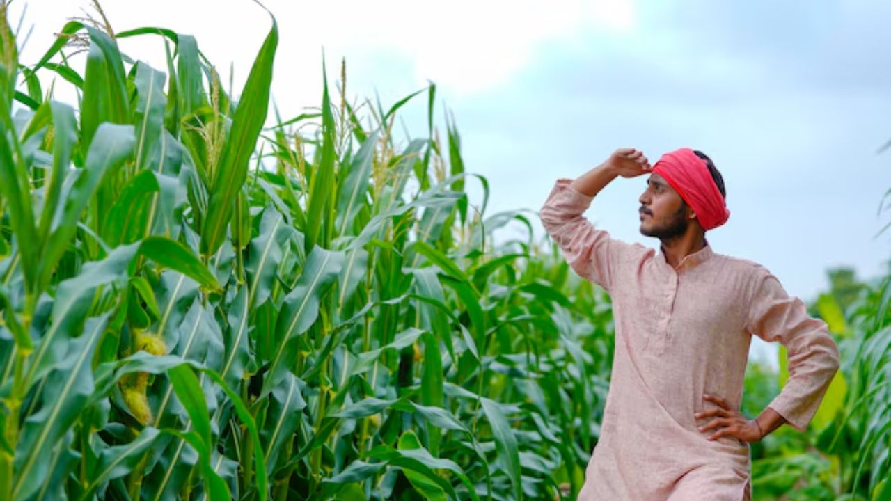 Weather Takes Toll On Kharif Crops Dhanuka Chairman Advise Farmers On Ways To Save Their Produce