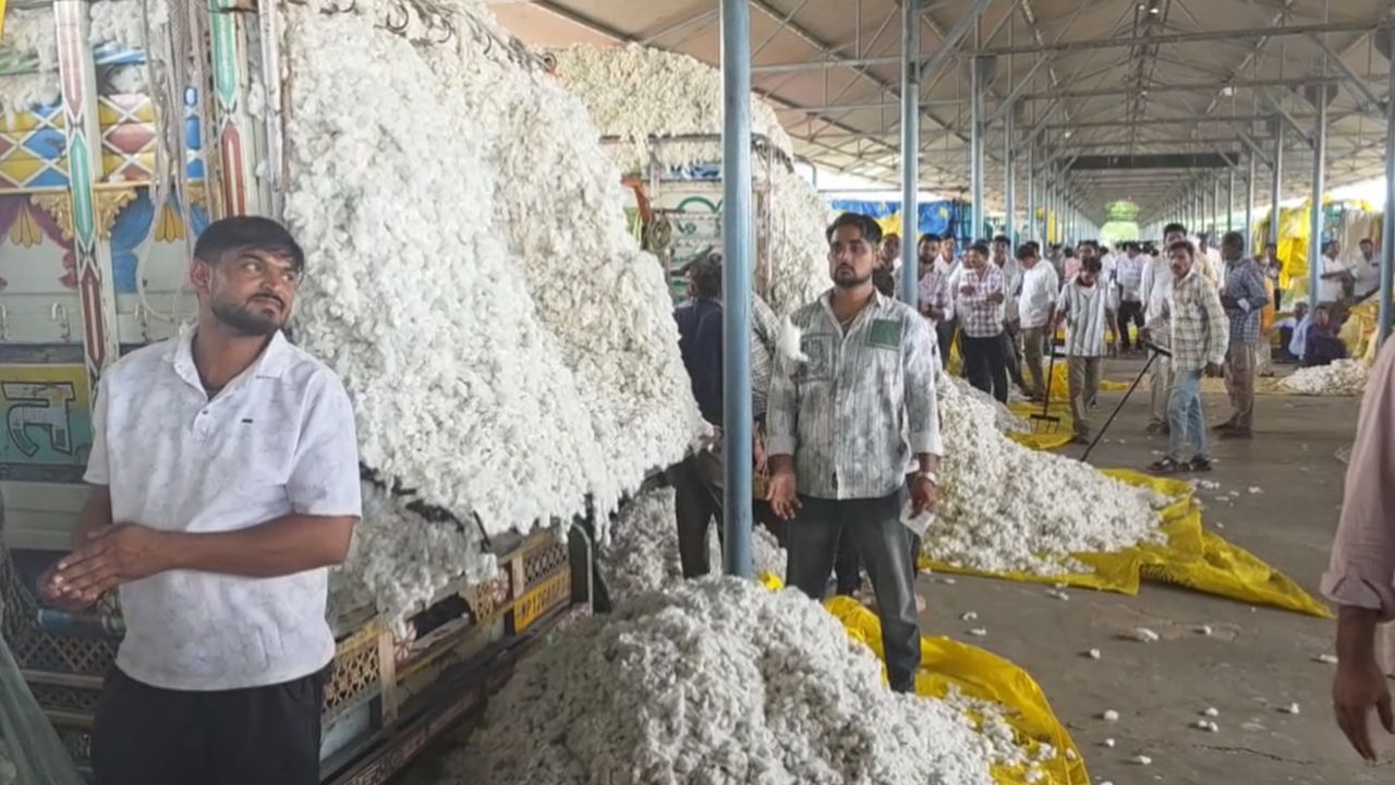 Cotton Price: कपास खरीद शुरू, पहले दिन 8411 रुपये मिला भाव.. 10 हजार रुपये पहुंचने की संभावना