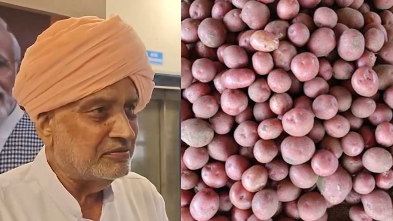 हरियाणा का आलू उत्पादन बढ़ाएंगी कुफरी की उन्नत किस्में, किसानों को बीज दे रही सरकार   