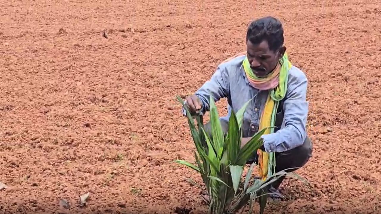 Palm Cultivation Area Increases In Chhattisgarh Govt Offering Farmers Rs 1 23 Lakh Subsidy And Also Procure Produce