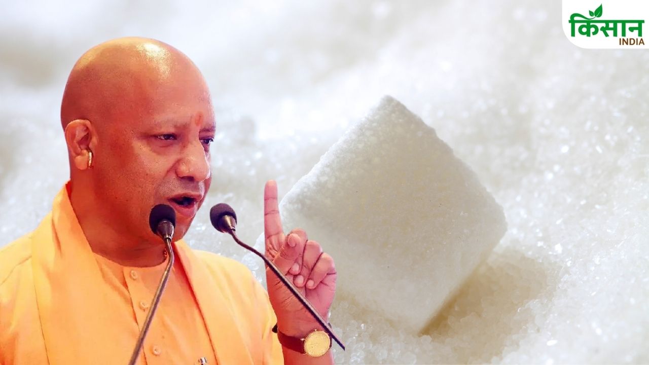 चीनी पर UP सरकार का बड़ा फैसला! आज से 50-52 रुपये किलो मिलेगी चीनी, जानें कहां से खरीदें चीनी पर UP सरकार का बड़ा फैसला! आज से 50-52 रुपये किलो मिलेगी चीनी, जानें कहां से खरीदें