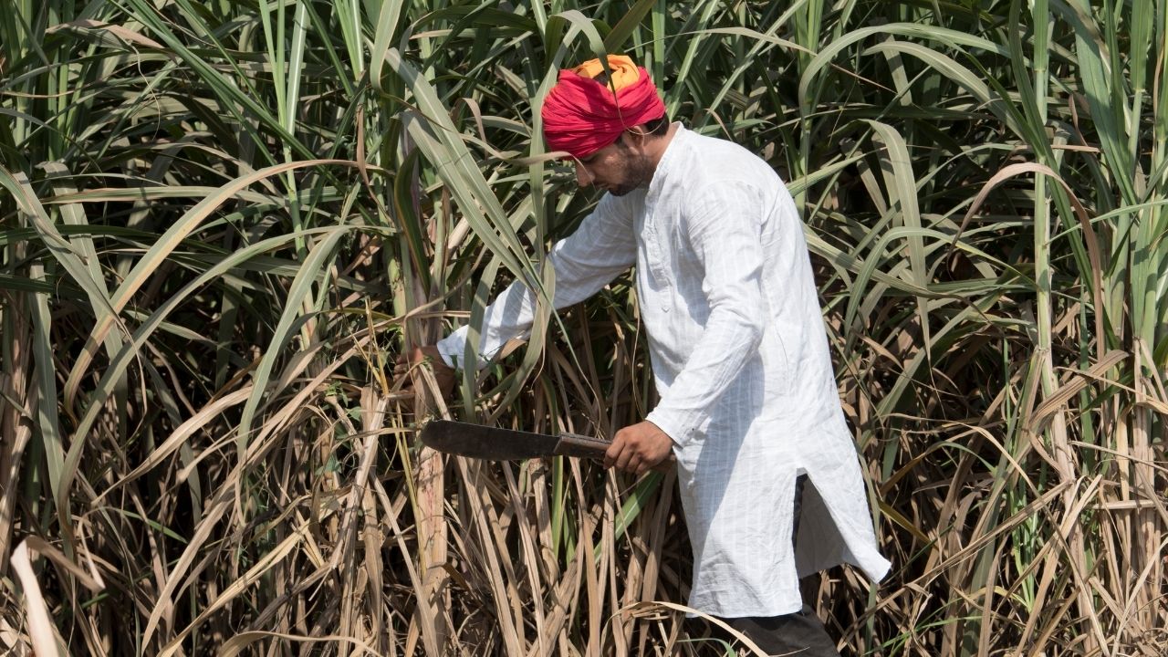 Australia Questions Indias Sugarcane Policy At Wto Over Market Price Support