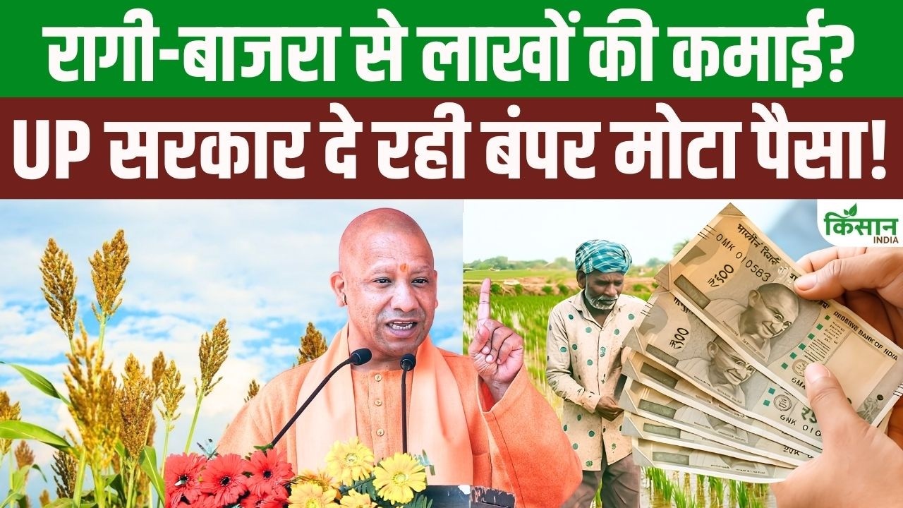 Start A Business With Millets Up Government Is Offering A Subsidy Up To 3 Percent