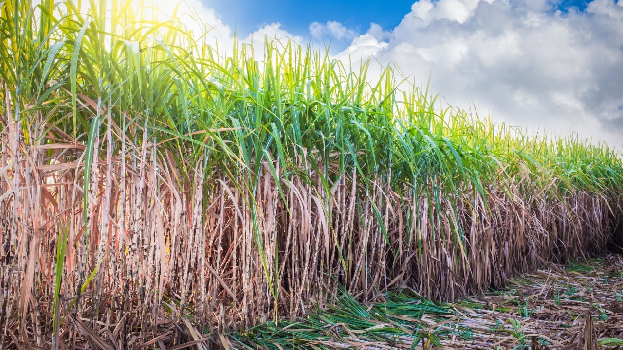 Sugarcane Production: गन्ना आपूर्ति में हेराफेरी पर सरकार ने बढ़ाई सख्ती, लाइव ट्रैकिंग की शुरुआत