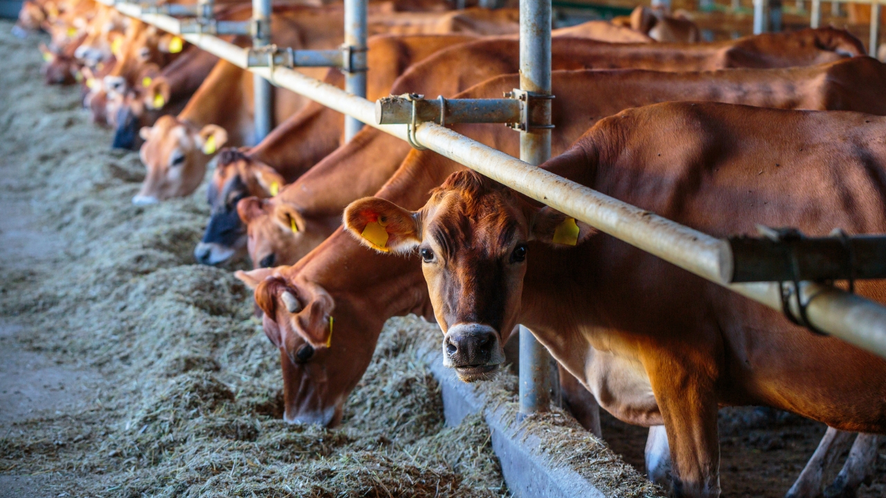 Monsoon Mastitis Risk In Milch Animals Prevention Tips For Dairy Farmers