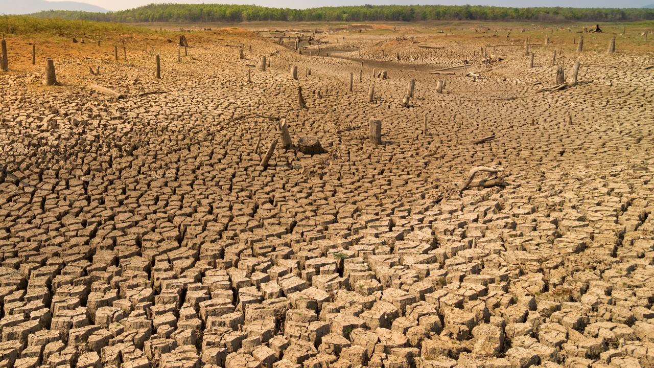 Europe Heatwave Crop Crisis Early Maturity India Rabi Crops Warning