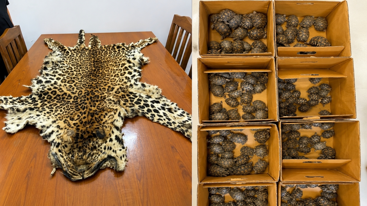 Dri Wildlife Smuggling Crackdown Leopard Skin Tortoises Pangolin Scales Tiger Bones