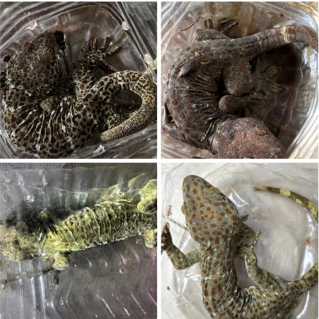 Wildlife Smuggling, DRI Action, Leopard Skin, Indian Star Tortoises, Tokay Gecko, Pangolin Scales, Tiger Bones