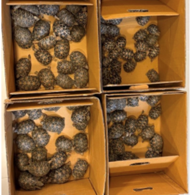 Wildlife Smuggling, DRI Action, Leopard Skin, Indian Star Tortoises, Tokay Gecko, Pangolin Scales