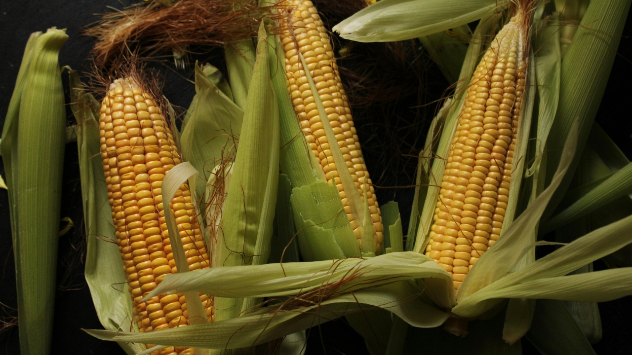 Maize Fall Armyworm Dangerous Caterpillar Control Measures Farmers