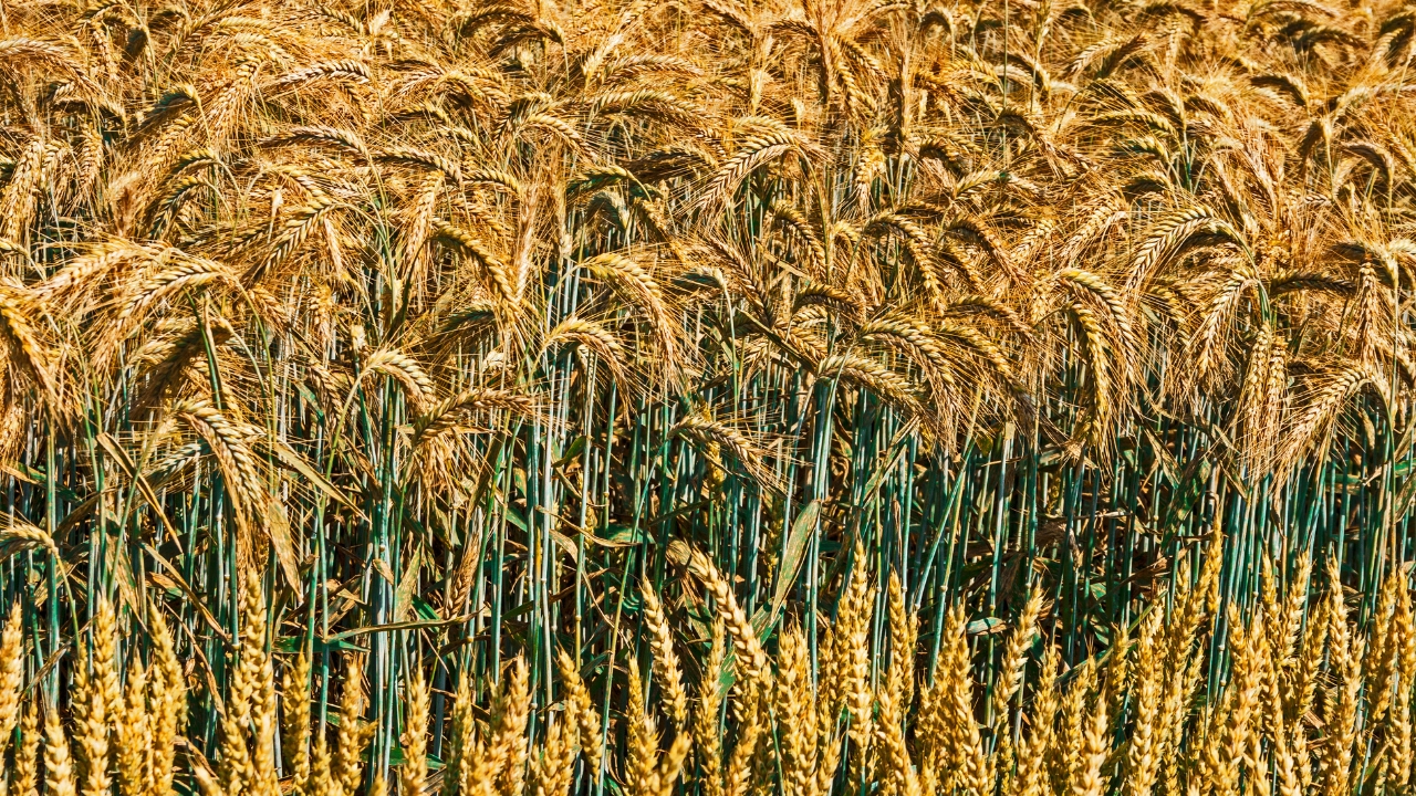 Uttarakhand Farmers 6 New Crop Varieties Paddy Barley Maize