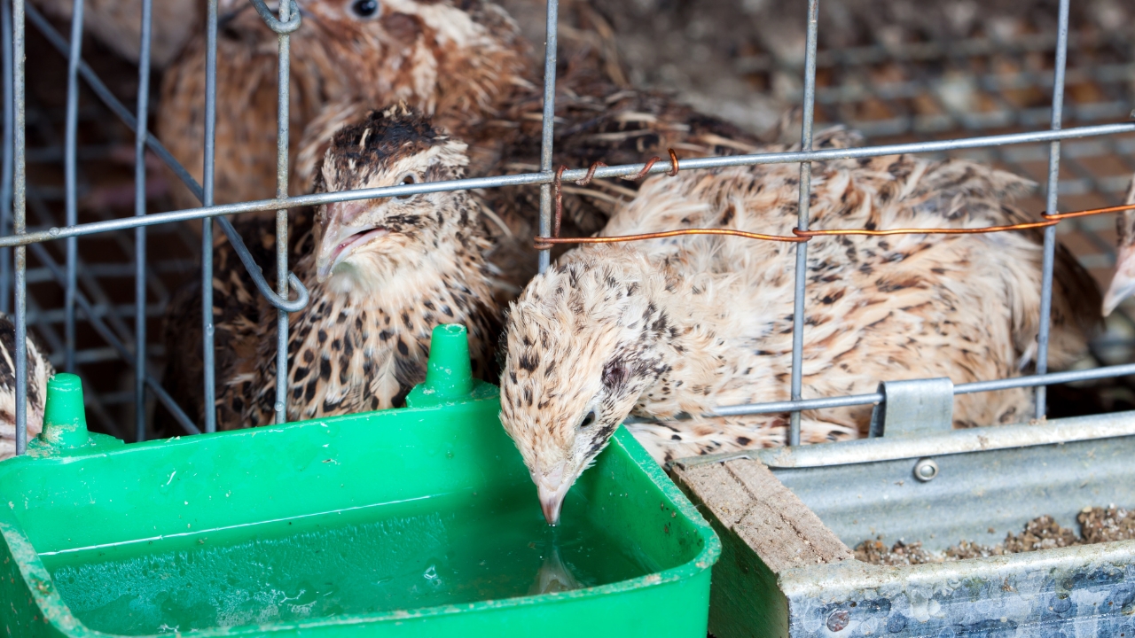 Quail Farming Business 25 To 30 Thousand 30 Days Income