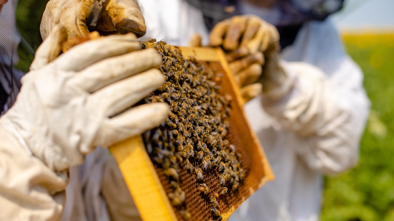 Uttar Pradesh Beekeeping Subsidy 1 28 Lakh Honey Farming Scheme