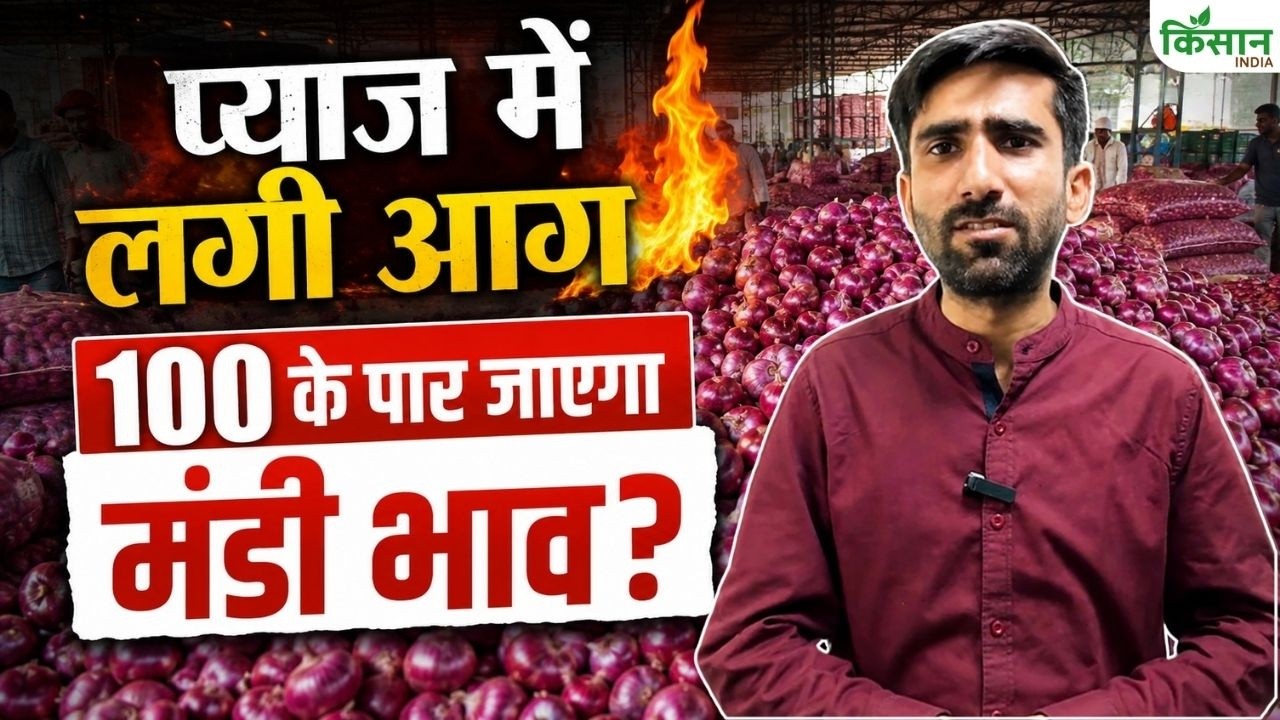 Onion Price Hike: मंडी में प्याज के भाव ने पकड़ी रफ्तार, आखिर क्यों महंगा हुआ प्याज? Onion Price Hike: मंडी में प्याज के भाव ने पकड़ी रफ्तार, आखिर क्यों महंगा हुआ प्याज?